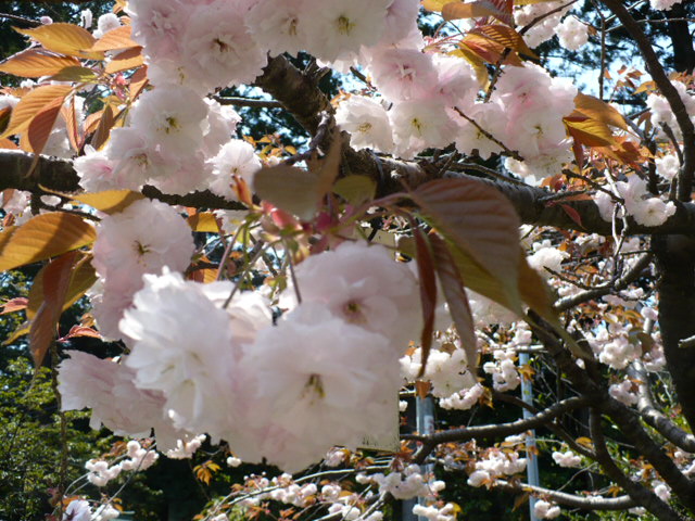 c0198685_1059711.jpg