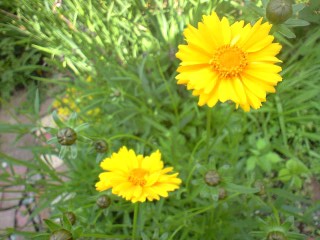 b0164299_10151751.jpg