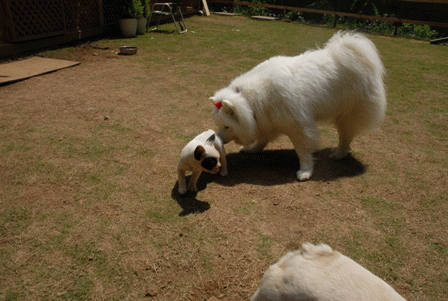 e0018604_1564372.gif