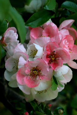 f0041606_19371670.jpg