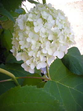 c0145209_2314535.jpg