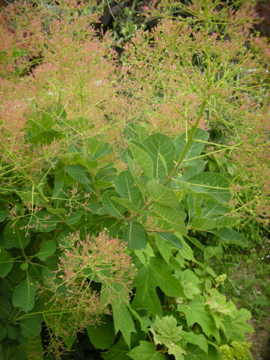 c0145209_238585.jpg