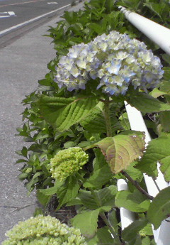 e0138314_14204829.jpg