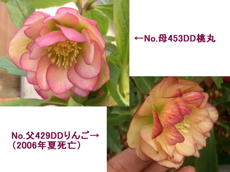 c0025140_16521626.jpg