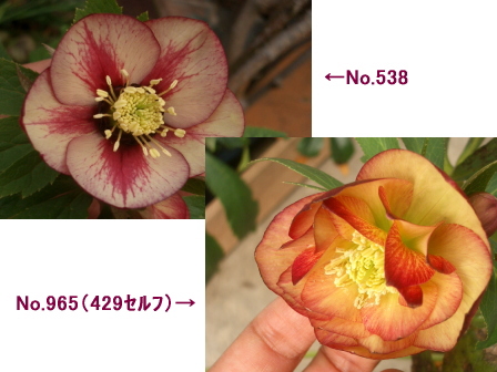 c0025140_16593430.jpg