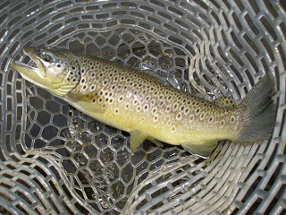 f0065341_1152483.jpg