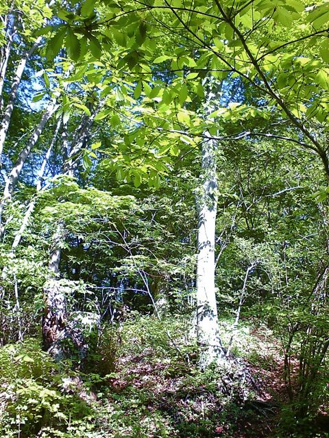 c0082573_1312355.jpg