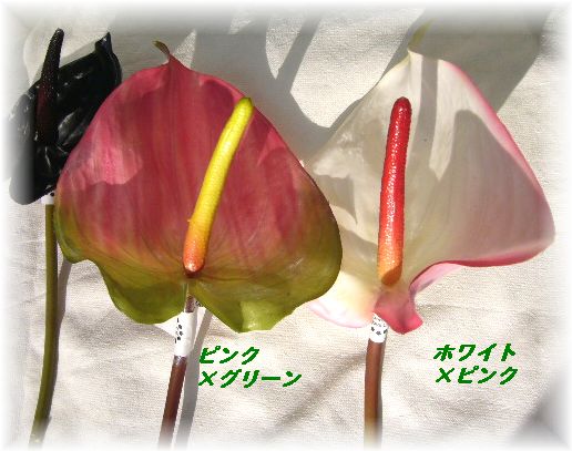c0148773_20334610.jpg