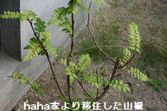 d0070289_22455788.jpg