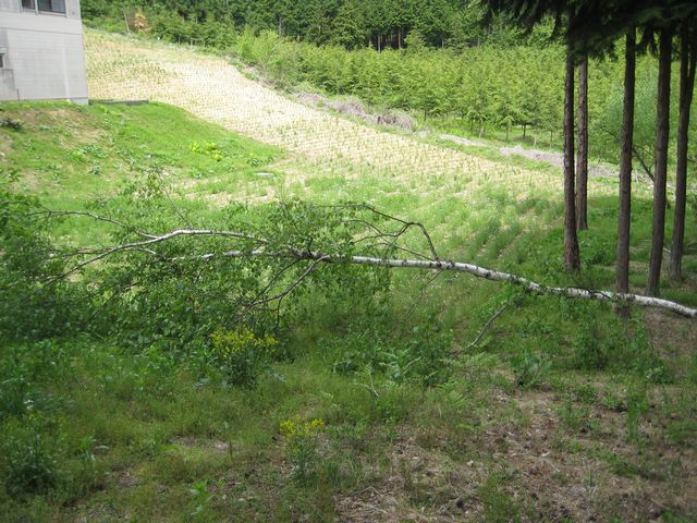 c0099395_1523932.jpg