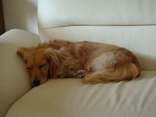 d0098295_053179.jpg