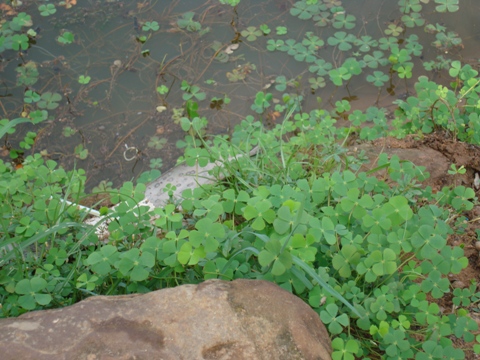 e0175123_1393216.jpg