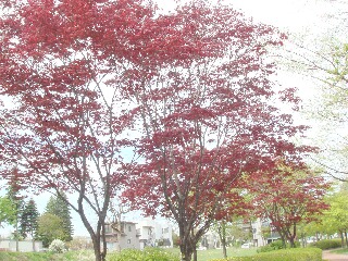 f0181524_2363766.jpg