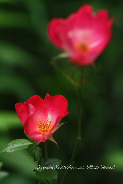 c0045227_3553367.jpg