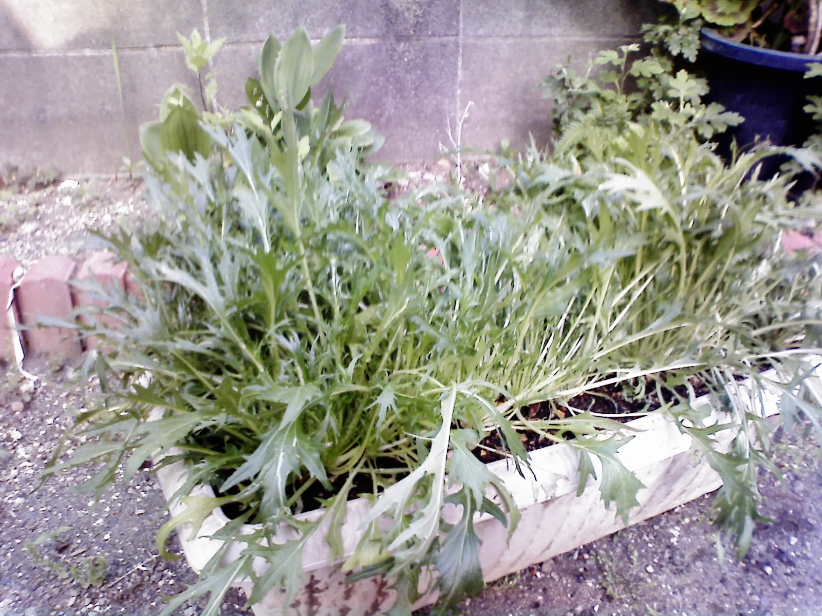 c0144142_8241253.jpg