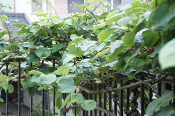 f0201348_166273.jpg