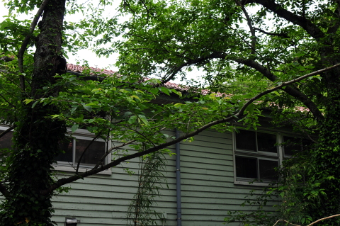 e0050753_1311833.jpg