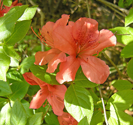 a0001354_22223654.jpg