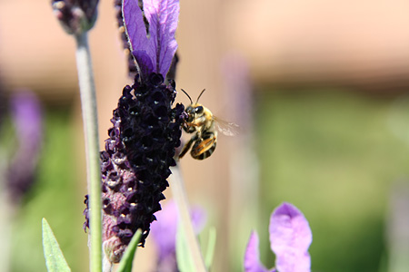 c0104371_11304879.jpg
