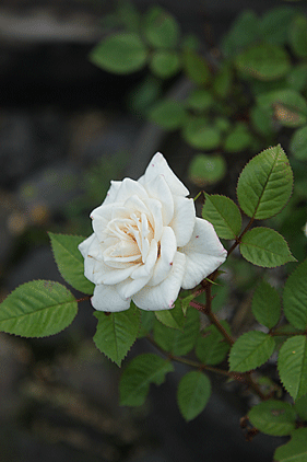 c0167576_785772.gif