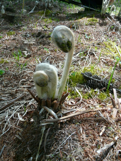 e0145782_17335312.jpg