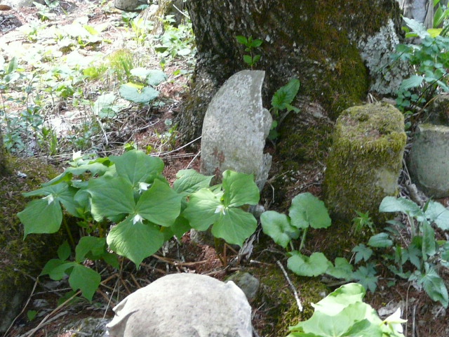 e0145782_1733623.jpg