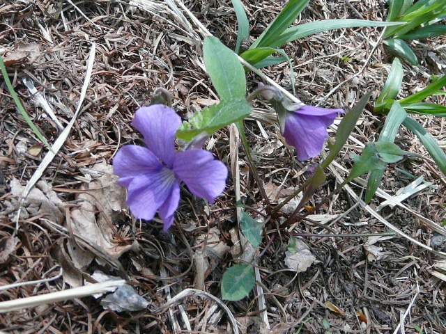 e0145782_17341538.jpg