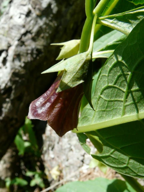 e0145782_1736556.jpg