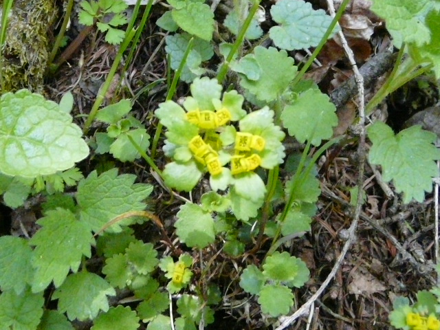 e0145782_17371618.jpg