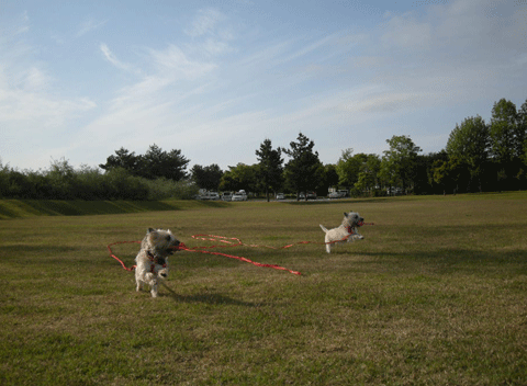 e0066883_0511017.gif