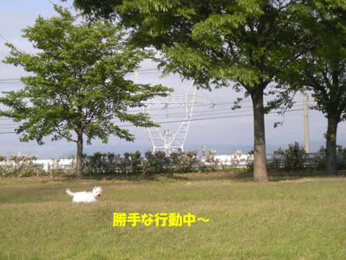 e0066883_0521232.gif