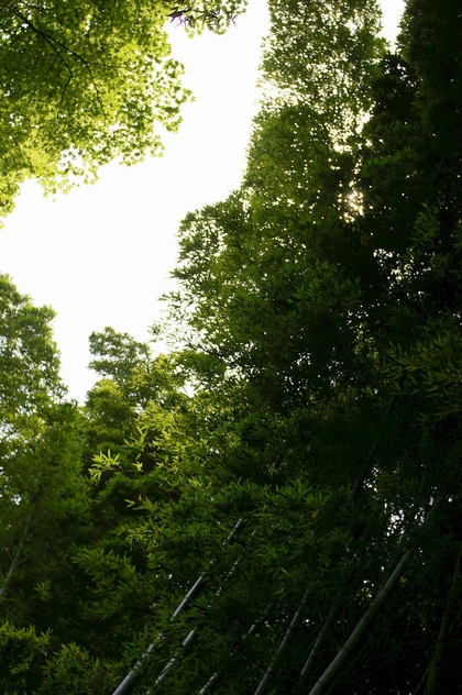 b0080789_00477.jpg