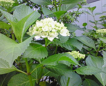 b0160300_20511422.jpg