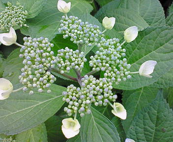 b0160300_2055628.jpg