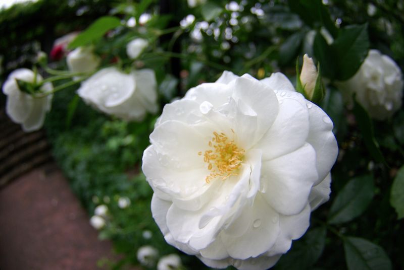 c0187503_165292.jpg