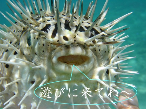 b0089616_1148392.jpg