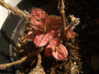 b0165236_11474015.jpg