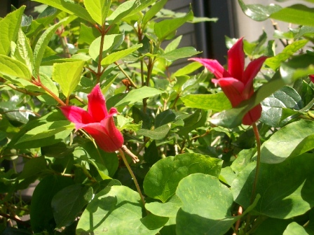 c0025140_0134280.jpg