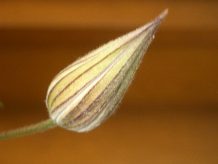 c0025140_23554232.jpg