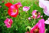 c0122445_173127100.jpg