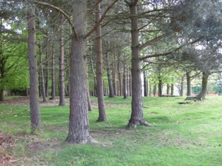 e0018350_63863.jpg