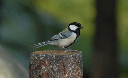 e0029553_2334640.jpg