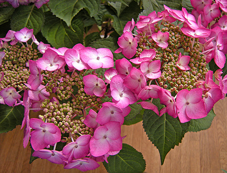 a0001354_14164451.jpg