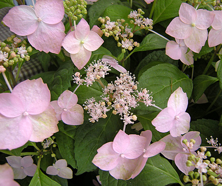 a0001354_14181516.jpg