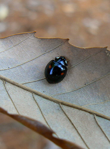 d0091754_113395.jpg