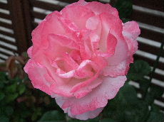 c0184955_1151662.jpg