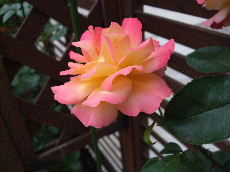 c0184955_1164922.jpg