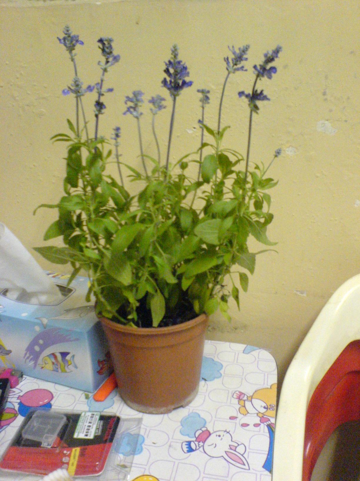 e0111557_0451521.jpg