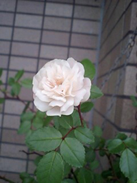 c0031662_19381688.jpg