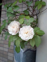 c0031662_19392461.jpg